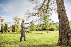 Best Hedge Trimming  in Pioneer, CA