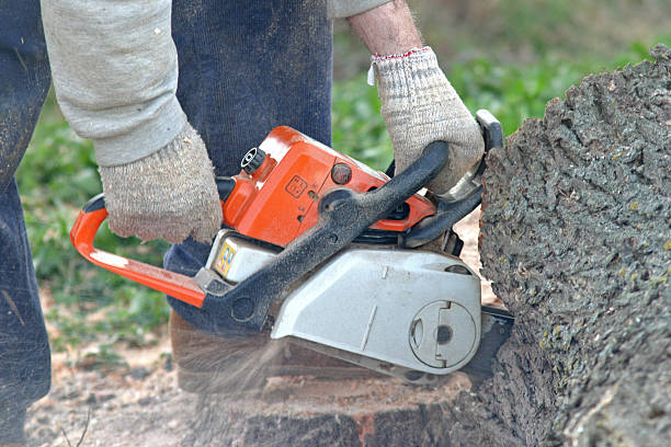 How Our Tree Care Process Works  in  Pioneer, CA