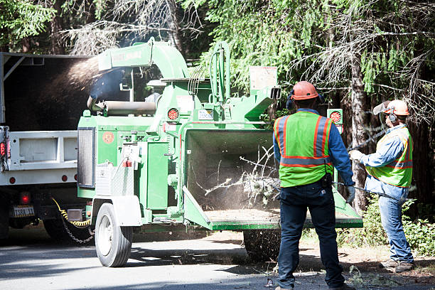 Trusted Pioneer, CA Tree Care Experts