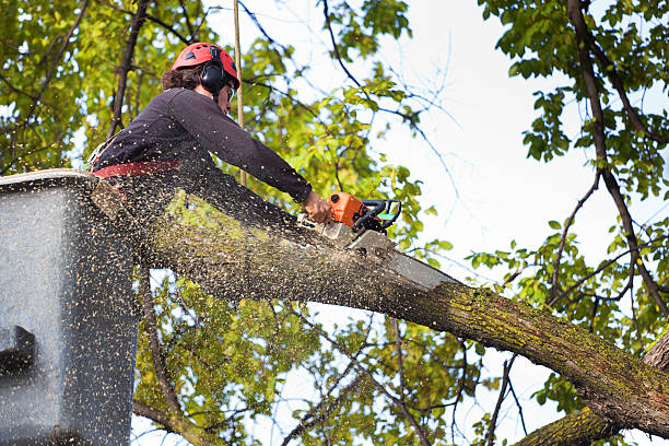 Best Tree Preservation Services  in Pioneer, CA